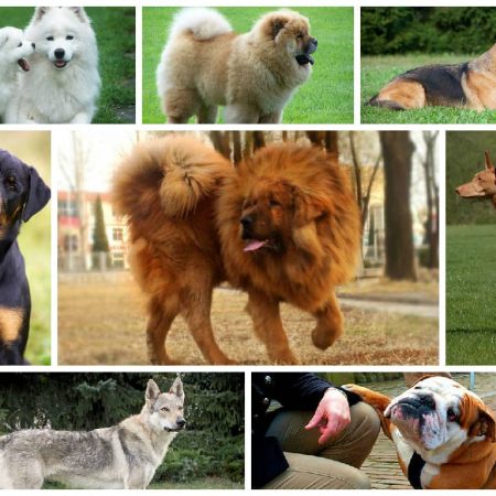 10 Most Expensive Dog Breeds In The World