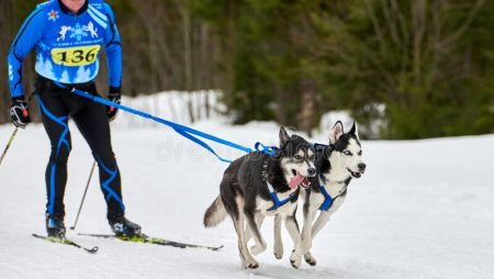 Rules of Skijoring: How it is Played?