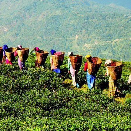 The Top Tea Estates in India to Visit