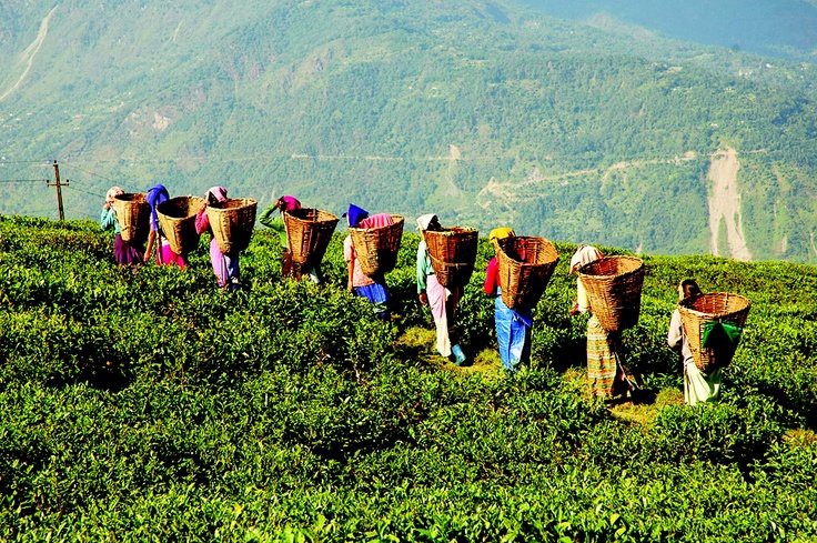 The Top Tea Estates in India to Visit