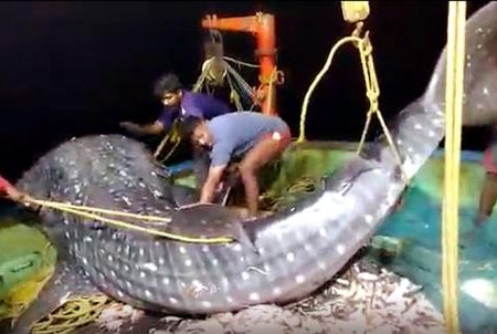 The World’s Largest Fish, caught in a net off the coast of Visakhapatnam, was rescued and returned to the sea.