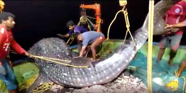 The World’s Largest Fish, caught in a net off the coast of Visakhapatnam, was rescued and returned to the sea.