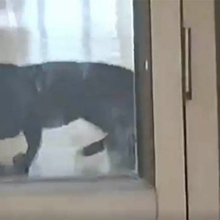 Leopard Barges Into School, Attacks Student, and Is Confined In Classroom
