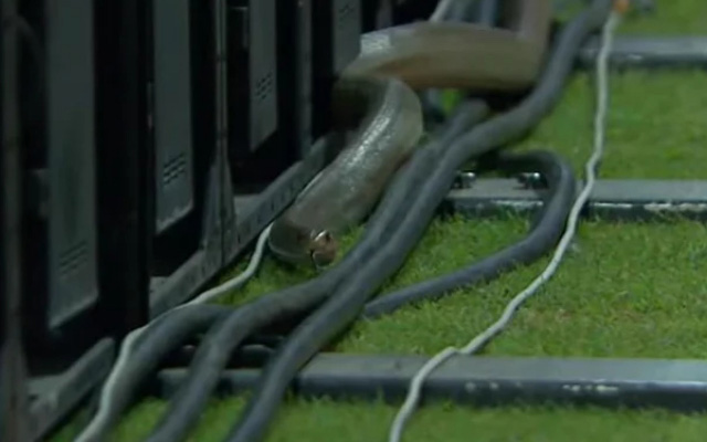 During Match 15 between B-Love Kandy and Jaffna Kings, a snake was seen behind the boundary lines.